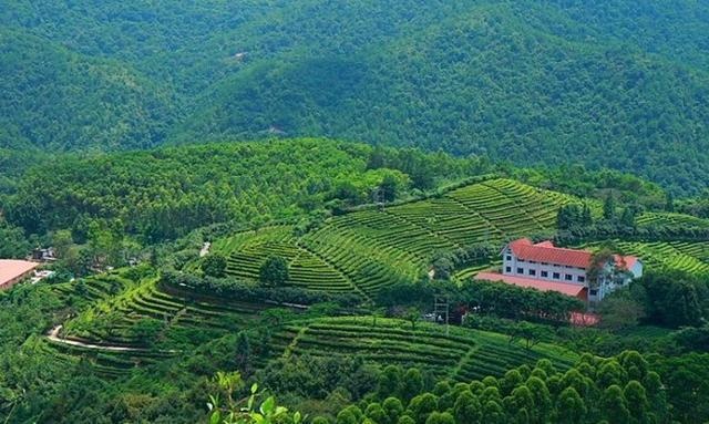 梅州叶帅故居、雁南飞茶田两日游